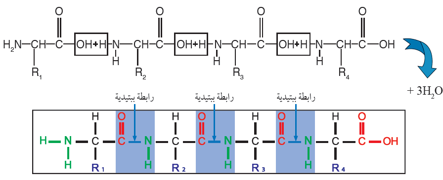 كيف ترتبط الحموض الأمينية؟ كيف ترتبط الحموض الأمينية؟